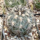 JMS 10Pcs Gymnocalycium Spegazzinii Ssp. Horizonthalonium Seeds Rare Cactus Plants