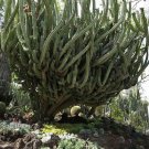 JMS 10Pcs Polaskia Chende Seeds Rare Cactus Plants