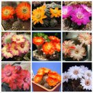 JMS 10Pcs Mediolobivia Mixed Seeds Rare Cactus Plants
