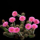 JMS 10Pcs Echinocereus Scheerii Seeds Rare Cactus Plants