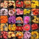 JMS 10Pcs Rebutia Mixed Seeds Rare Cactus Plants