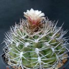 JMS 10Pcs Gymnocalycium Pugionacanthum Seeds Rare Cactus Plants