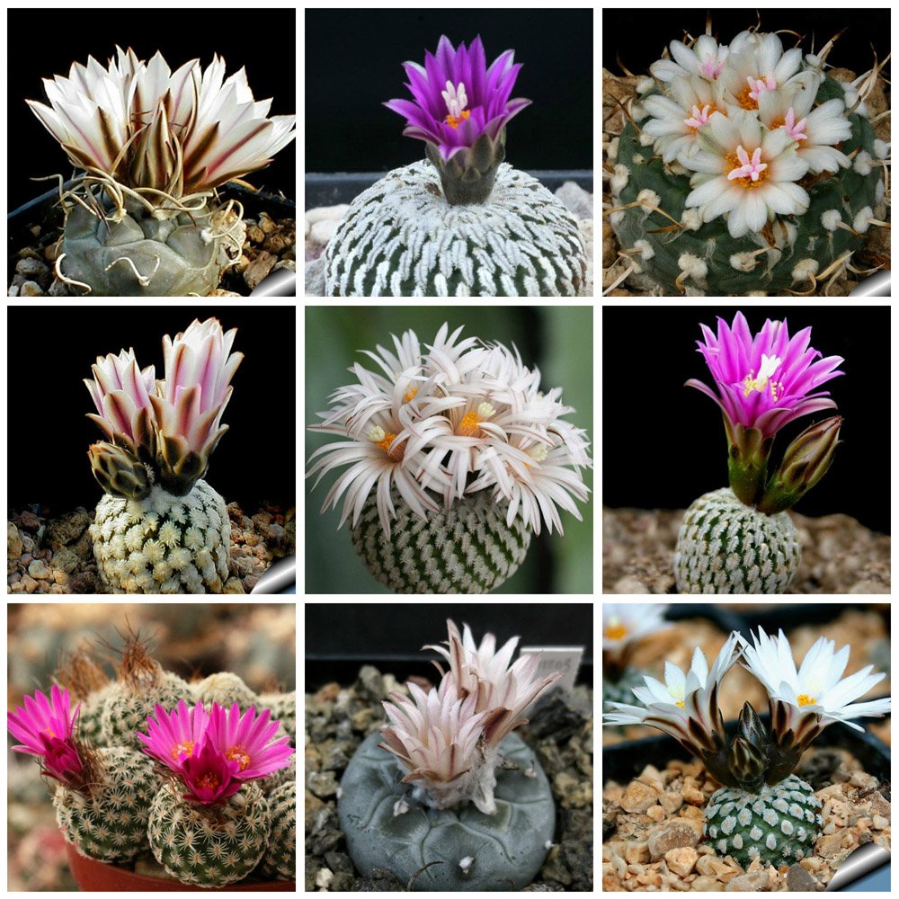JMS 10Pcs Turbinicarpus Mix Seeds Rare Cactus Plants