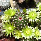 JMS 10Pcs Echinocereus Viridiflorus Seeds Rare Cactus Plants