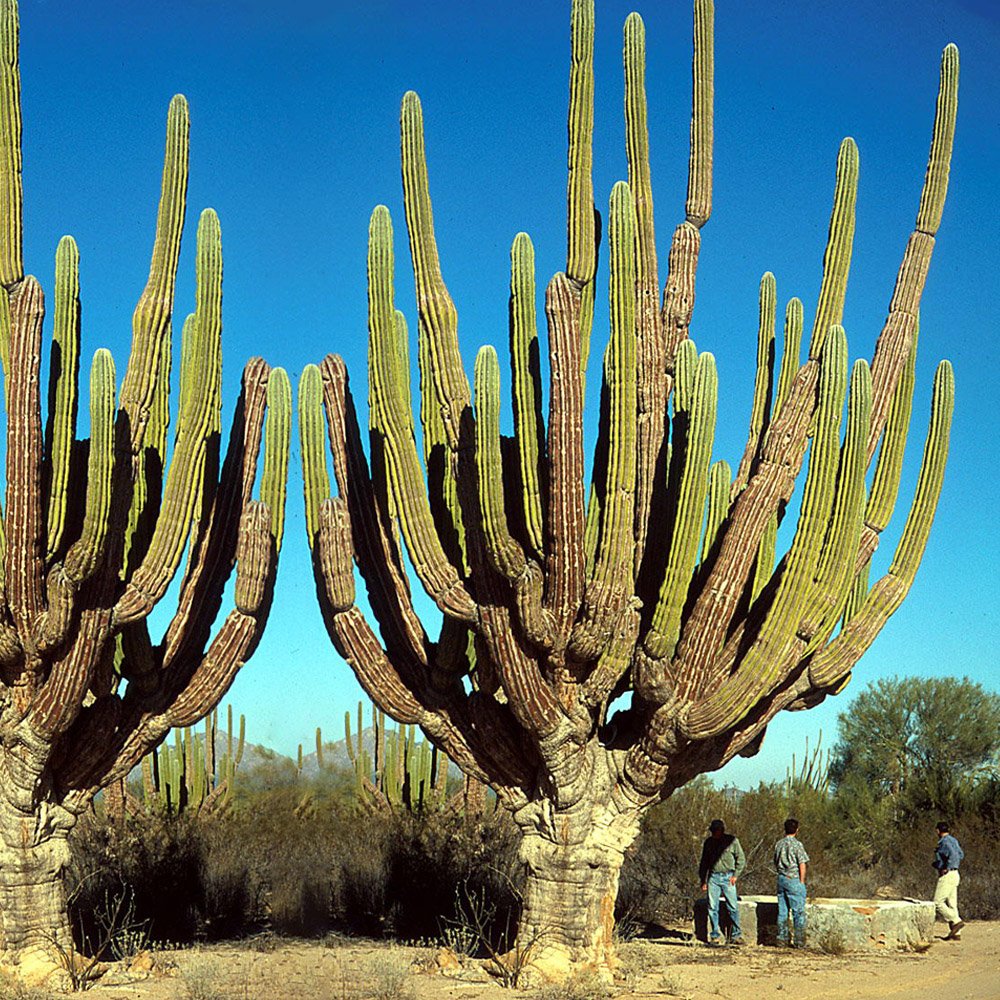 JMS 10Pcs Pachycereus Pringlei Seeds Rare Cactus Plants