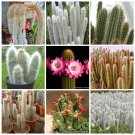 JMS 10Pcs Cleistocactus Seeds Rare Cactus Succulent Plants