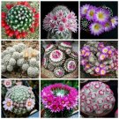 JMS 10Pcs Mammillaria Mixed Seeds Rare Cactus Succulent Plants