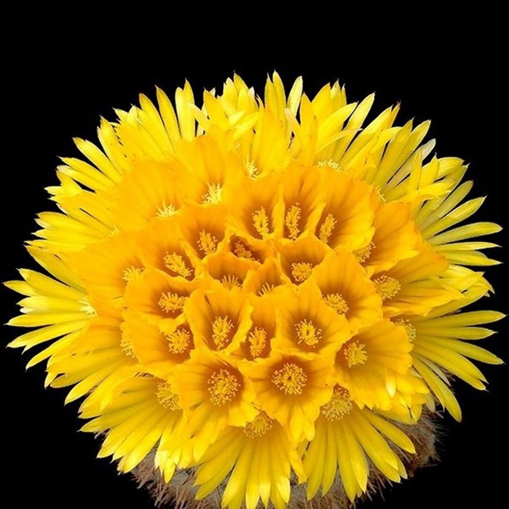 JMS 10Pcs Parodia Chrysacanthion Seeds Rare Cactus Succulent Plants