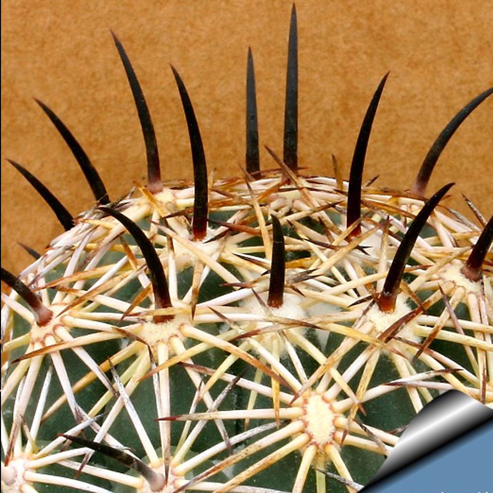 JMS 10Pcs Coryphantha Cornifera Seeds Rare Cactus Succulent Plants