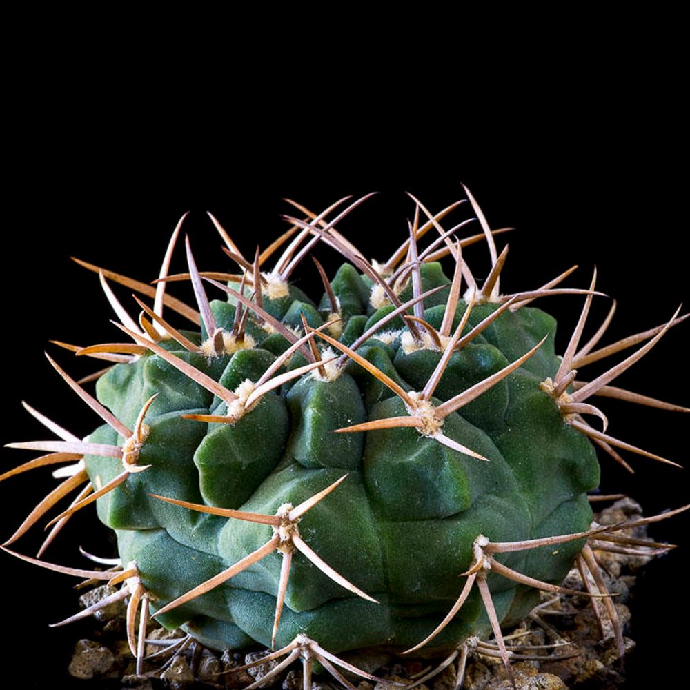 JMS 10Pcs Gymnocalycium Catamarcense Ssp.Catamarcense Seeds Rare Cactus Succulent Plants