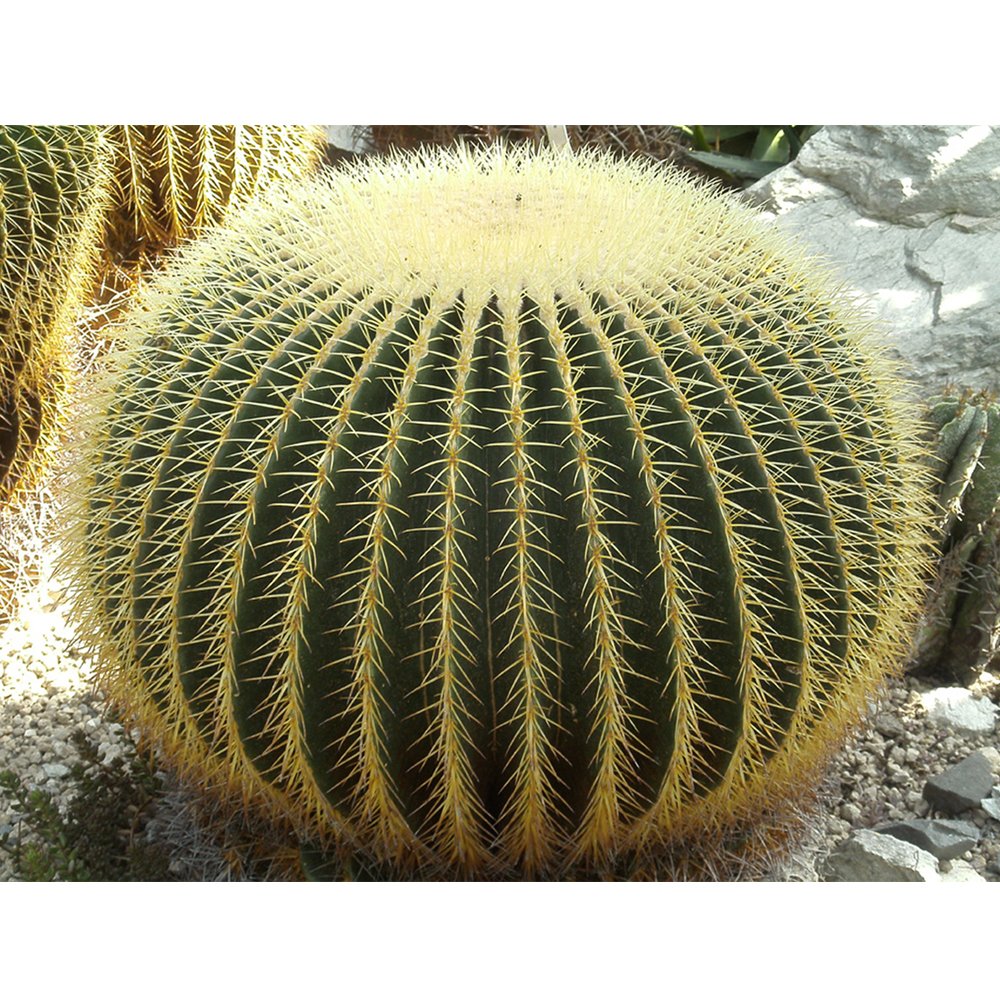 JMS 10Pcs Seeds Echinocactus Grusonii Rare Cactus Succulent Plants