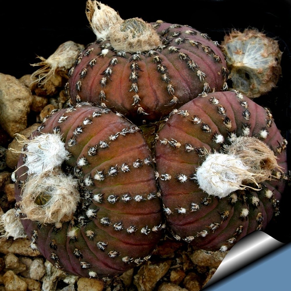 JMS 10Pcs Frailea Asterioides Seeds Rare Cactus Succulent Plants