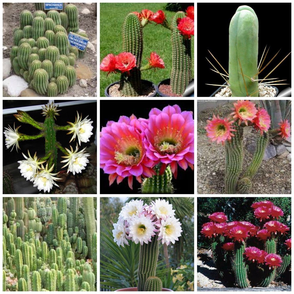 JMS 10Pcs Trichocereus Mix Seeds Rare Cactus Succulent Plants