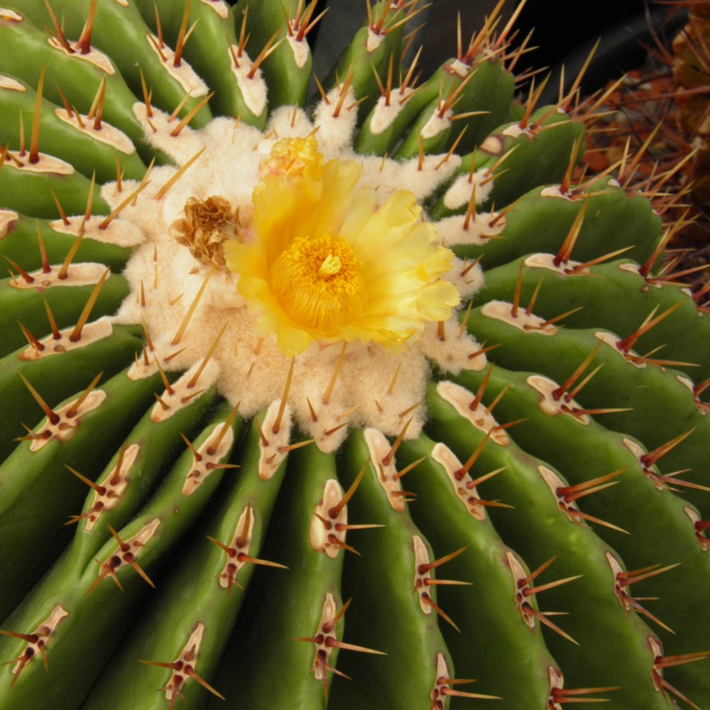 JMS 10Pcs Seeds Echinocactus Ingens Rare Cactus Succulent Plants