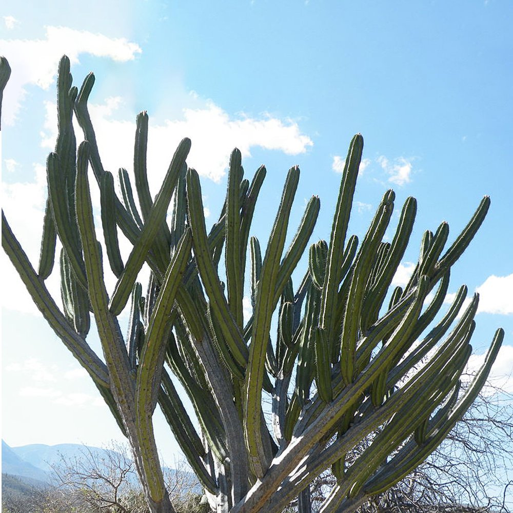 JMS 10Pcs Seeds Polaskia Chichipe Rare Cactus Succulent Plants