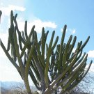 JMS 10Pcs Seeds Polaskia Chichipe Rare Cactus Succulent Plants