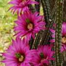 JMS 10Pcs Echinocereus Poselgeri Seeds Rare Cactus Succulent Plants