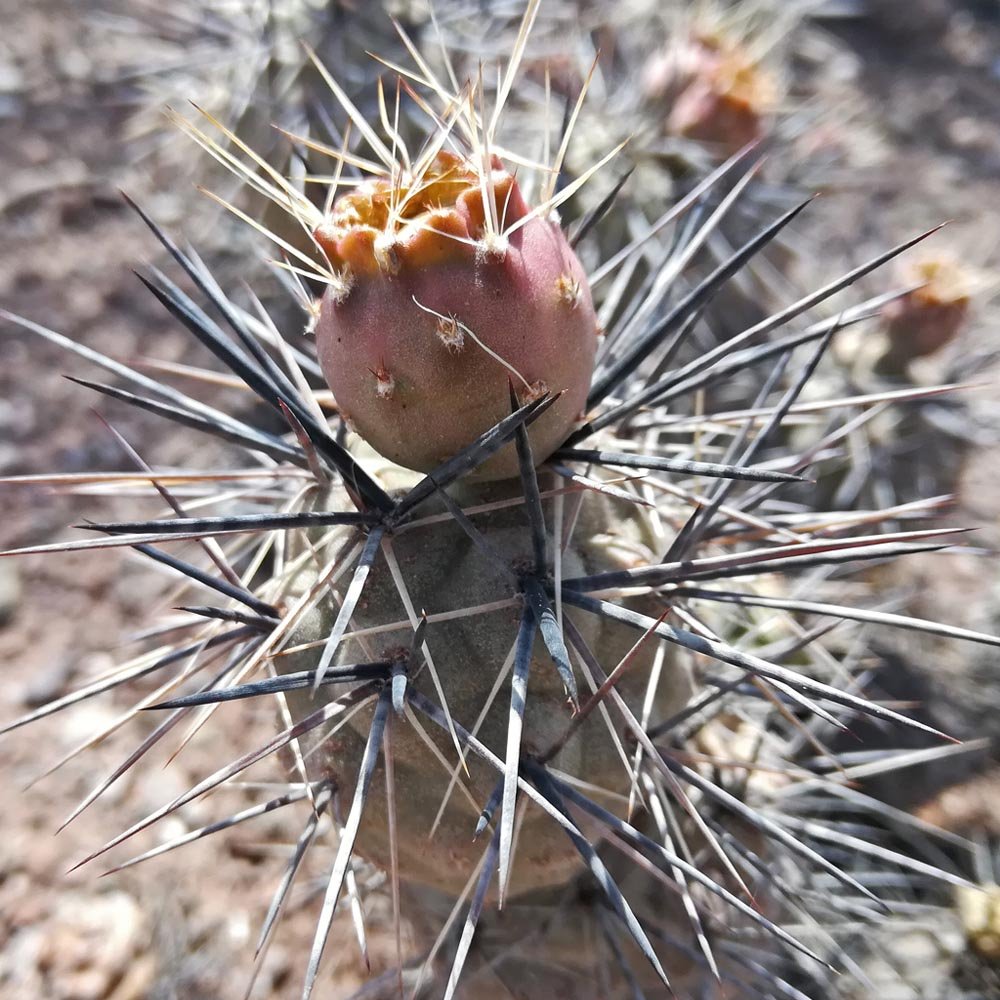 JMS 10Pcs Seeds Tephrocactus Geometricus Ssp. Willy-Smithii Rare Cactus Succulent Plants