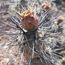 JMS 10Pcs Seeds Tephrocactus Geometricus Ssp. Willy-Smithii Rare Cactus Succulent Plants