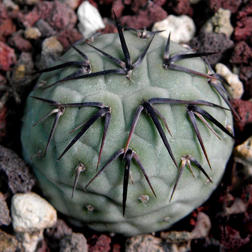 JMS 10Pcs Seeds Tephrocactus Geometricus Ssp. Rare Cactus Succulent Plants