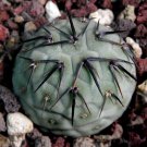 JMS 10Pcs Seeds Tephrocactus Geometricus Ssp. Rare Cactus Succulent Plants