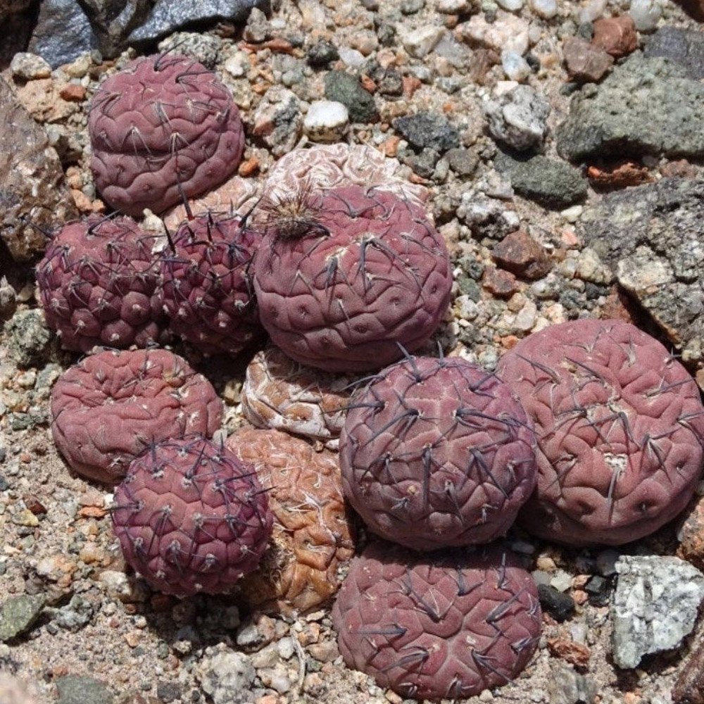 JMS 10Pcs Tephrocactus Geometricus F Seeds Rare Cactus Succulent Plants