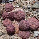 JMS 10Pcs Tephrocactus Geometricus F Seeds Rare Cactus Succulent Plants