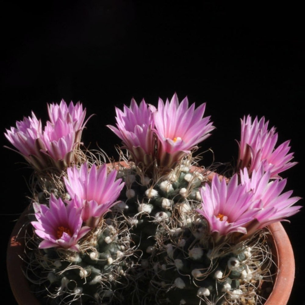JMS 10Pcs Turbinicarpus Pseudomacrochele Seeds Rare Cactus Succulent Plants
