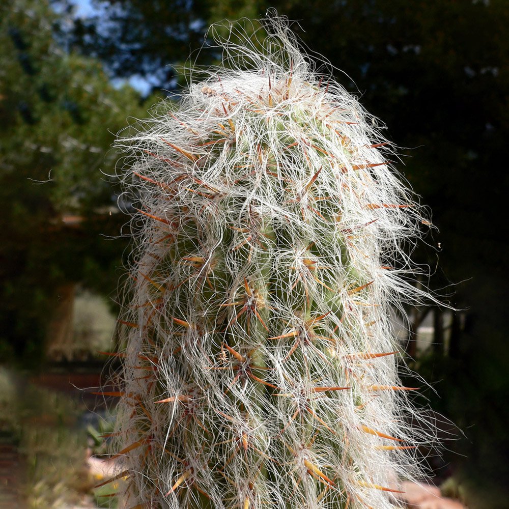 JMS 10Pcs Oreocereus Celsianus Seeds Rare Cactus Succulent Plants