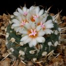 JMS 10Pcs Turbinicarpus Polaskii Seeds  Rare Cactus Succulent Plants