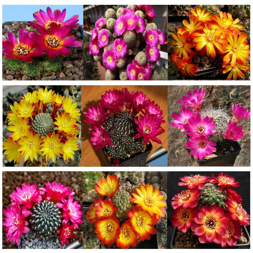 JMS 10Pcs Sulcorebutia Mix Seeds  Rare Cactus Succulent Plants