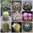 JMS 10Pcs Coryphantha Mix Seeds Semi Cactus Sementi Succulent Plants