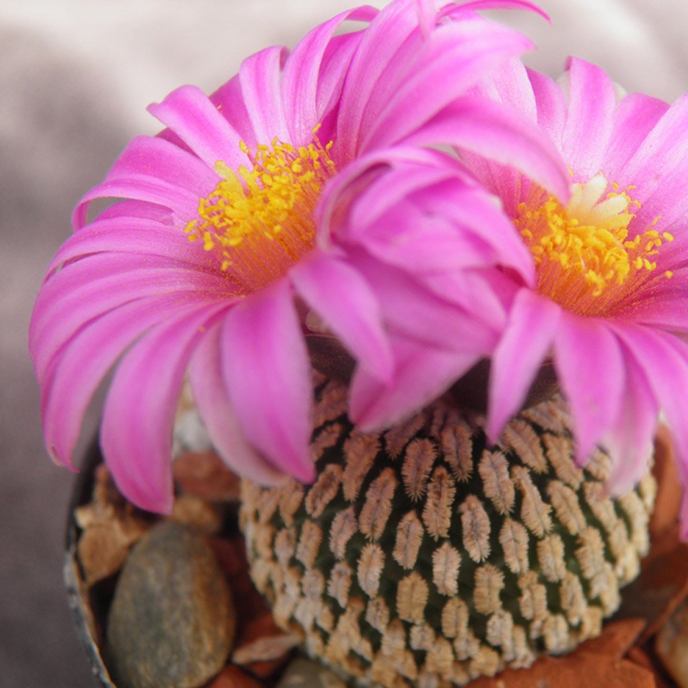 JMS 10Pcs Pelecyphora Pseudopectinata Seeds Semi Cactus Sementi Succulent Plants