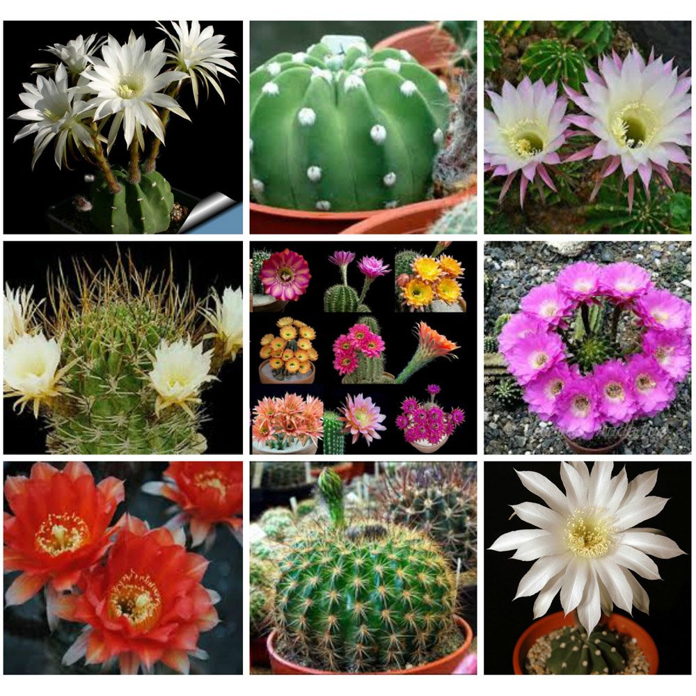 JMS 10Pcs Echinopsis+Pseudolobivia Rare Cactus Mixed Seeds