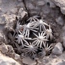 JMS 5Pcs Escobaria Abdita Unusual Cactus Seeds