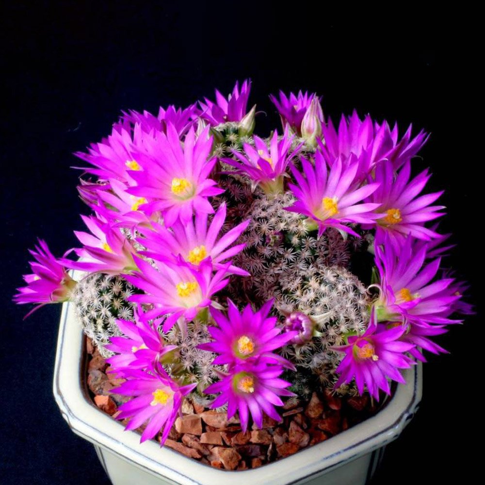 JMS 10Pcs Mammillaria Hernandezii Seeds Rare Cactus Succulent