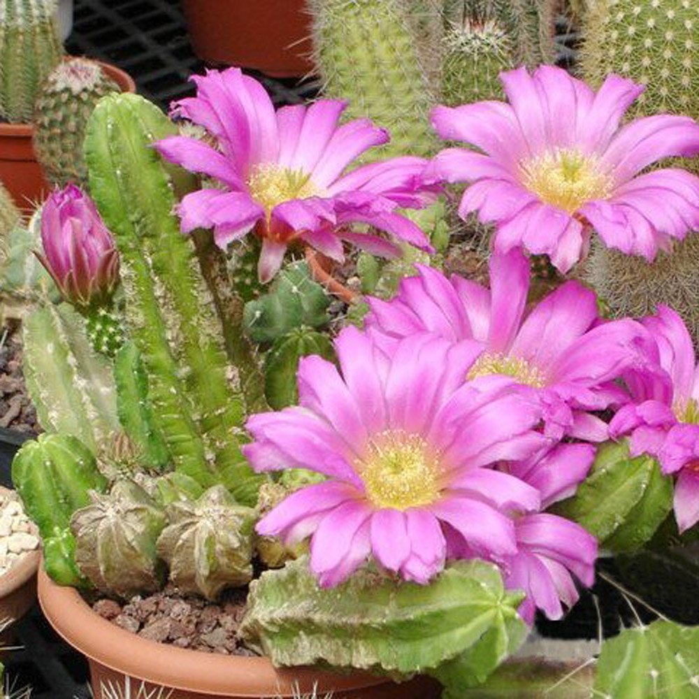 JMS 10Pcs Seeds Cactus Echinocereus Viereckii Var. Morricalii Cactus Seeds