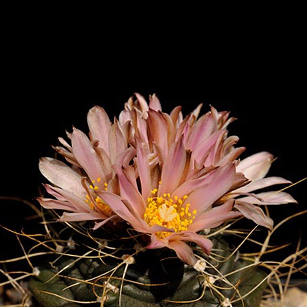 JMS 10Pcs Echinocereus Knippelianus Var Kruegeri&acirc;�� Seeds