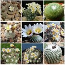 JMS 10Pcs Blossfeldia Cactaceae Truffle Jade Mixed Seeds