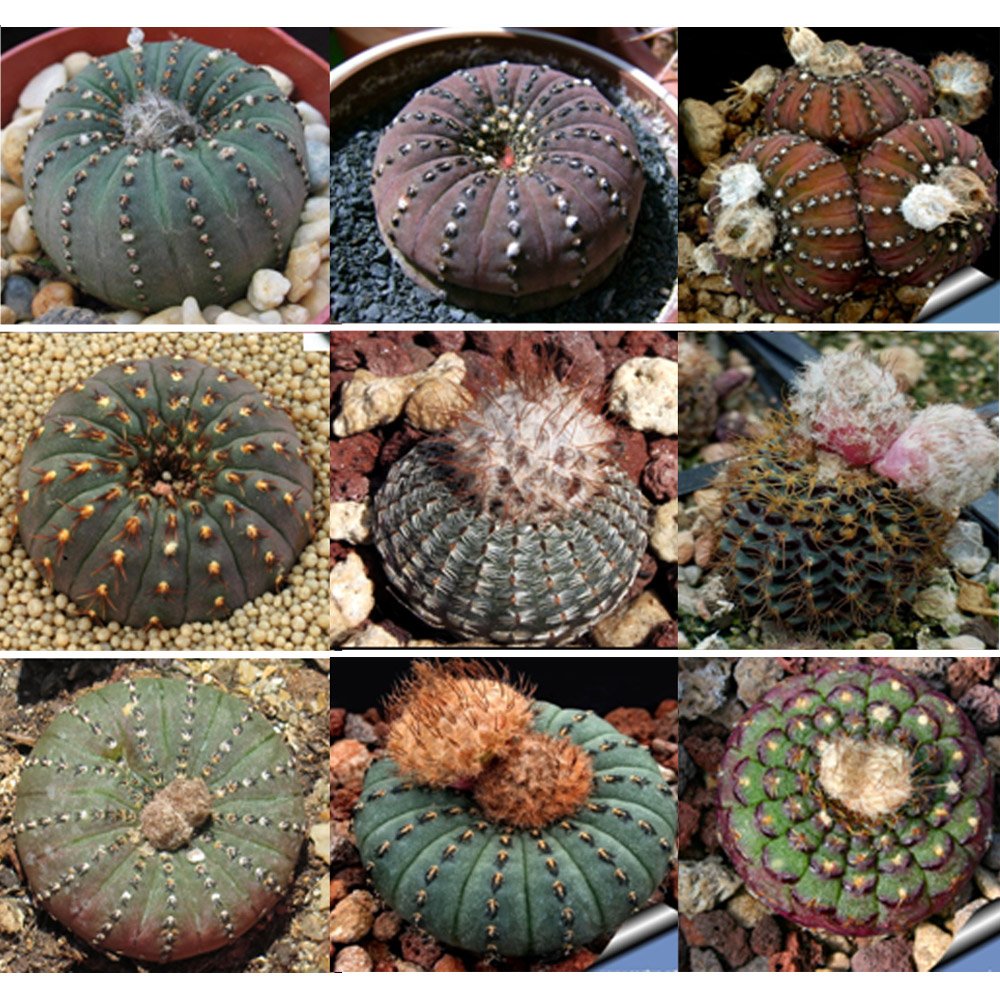 JMS 10Pcs Frailea Mix JMS Seeds Rare Cactus