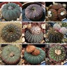JMS 10Pcs Frailea Mix JMS Seeds Rare Cactus