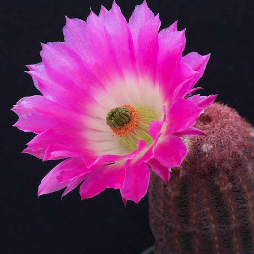 JMS 10Pcs Echinocereus Rigidissimus V. Rubispinus JMS Seeds Rare Cactus