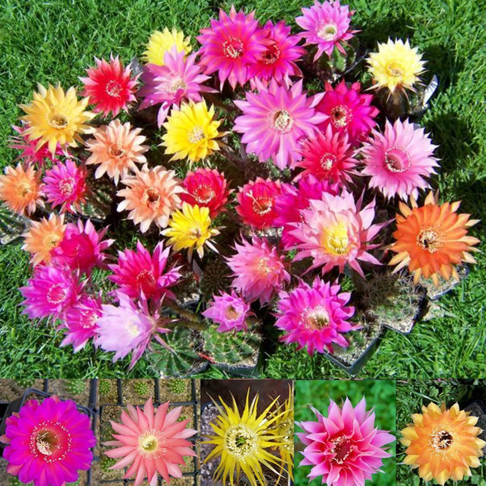 JMS 10Pcs Trichocereus Hybriden Mix JMS Seeds Rare Cactus