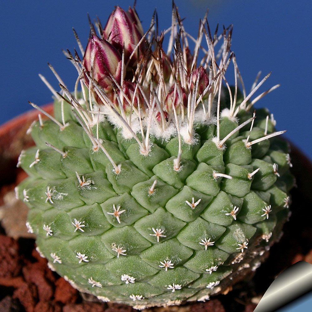 JMS 10Pcs Strombocactus Disciformis Seeds
