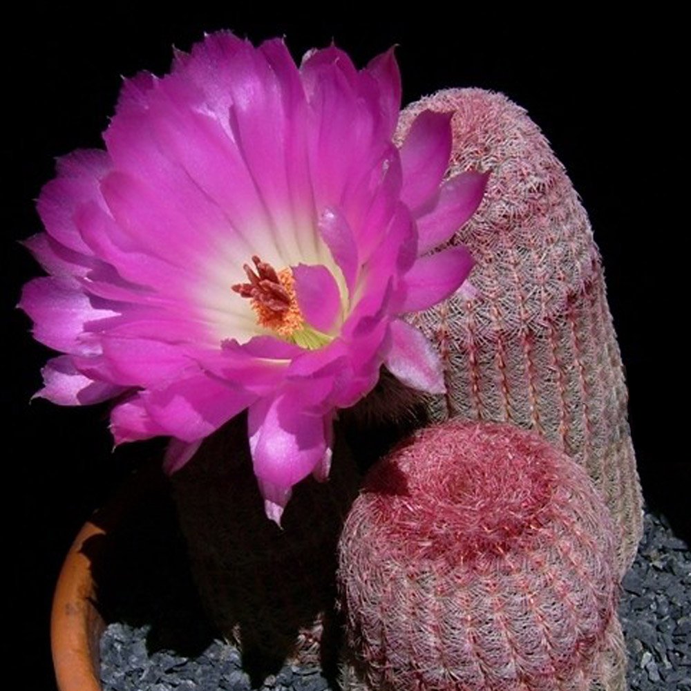 JMS 10Pcs Echinocereus Rigidissimus V Rubispinus Seeds