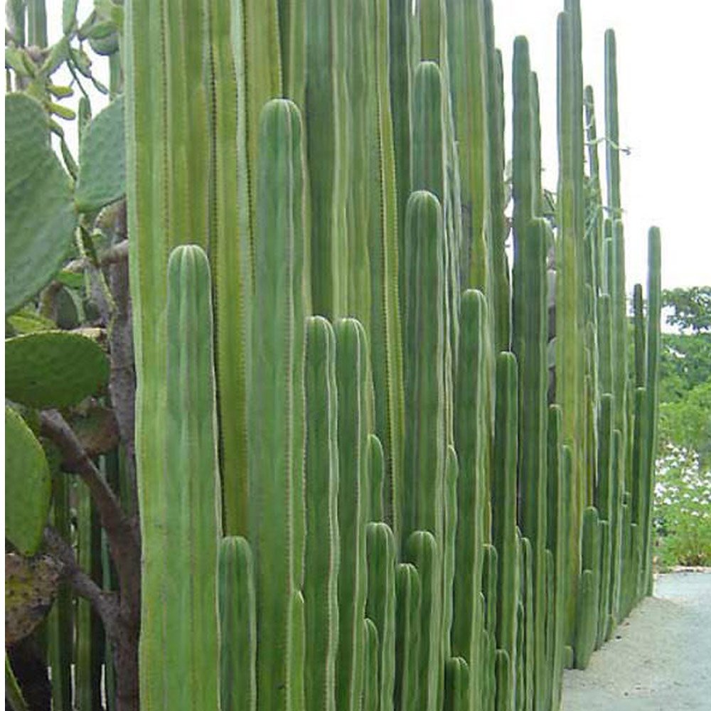 JMS 10Pcs Pachycereus Marginatusi (Mexican Fencepost) Cactus Seeds