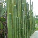 JMS 10Pcs Pachycereus Marginatusi (Mexican Fencepost) Cactus Seeds