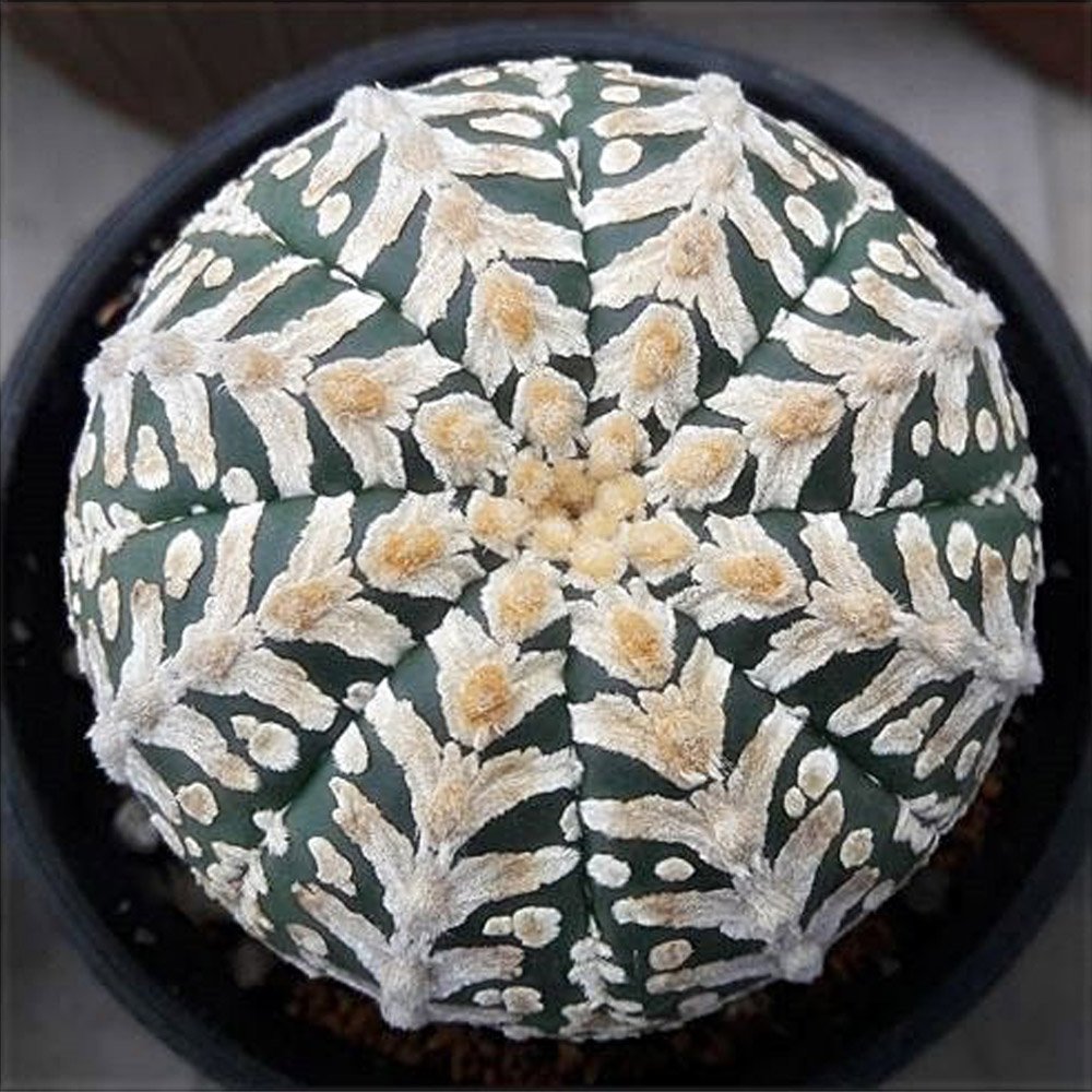 JMS 10Pcs JMS Seeds Astrophytum Asterias Superkabuto Rare Cactus