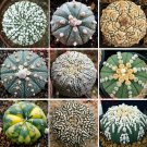 JMS 10Pcs Astrophytum Asterias Prickly Pearceae, Planets, Mixed Seeds