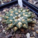 JMS 10Pcs Ariocarpus Kotschoubeyanus Rare Cactus Seeds